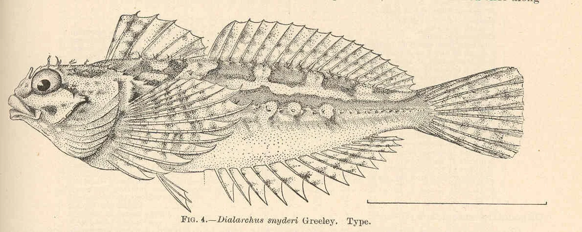 fluffy sculpin