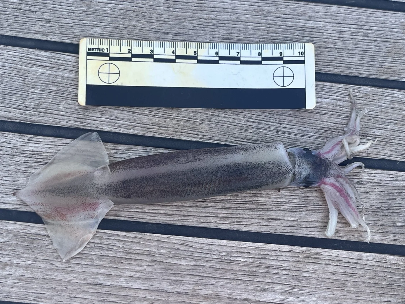 webbed flying squid