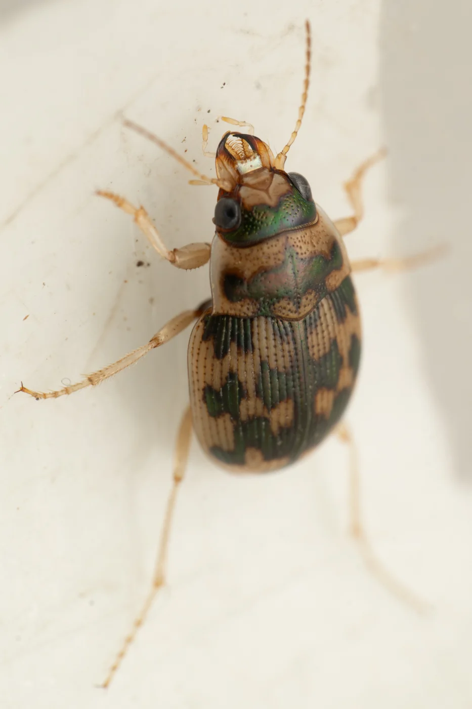 Toothed Round Sand Beetle