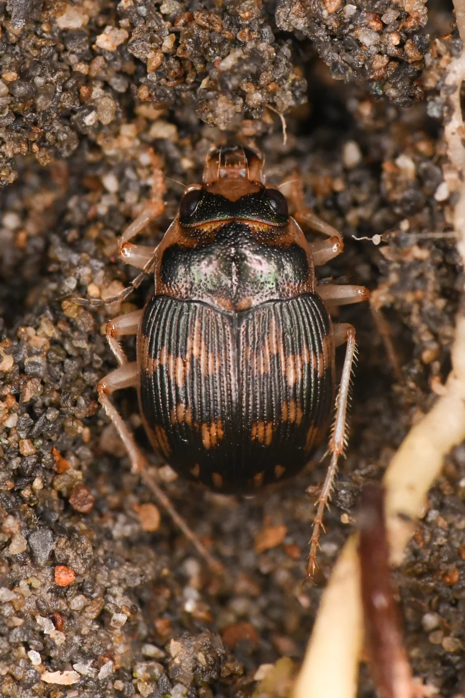 solid round sand beetle