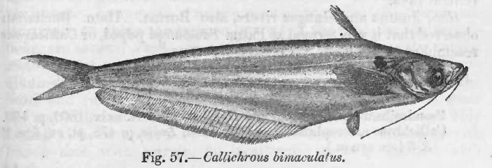 Two-spot Catfish