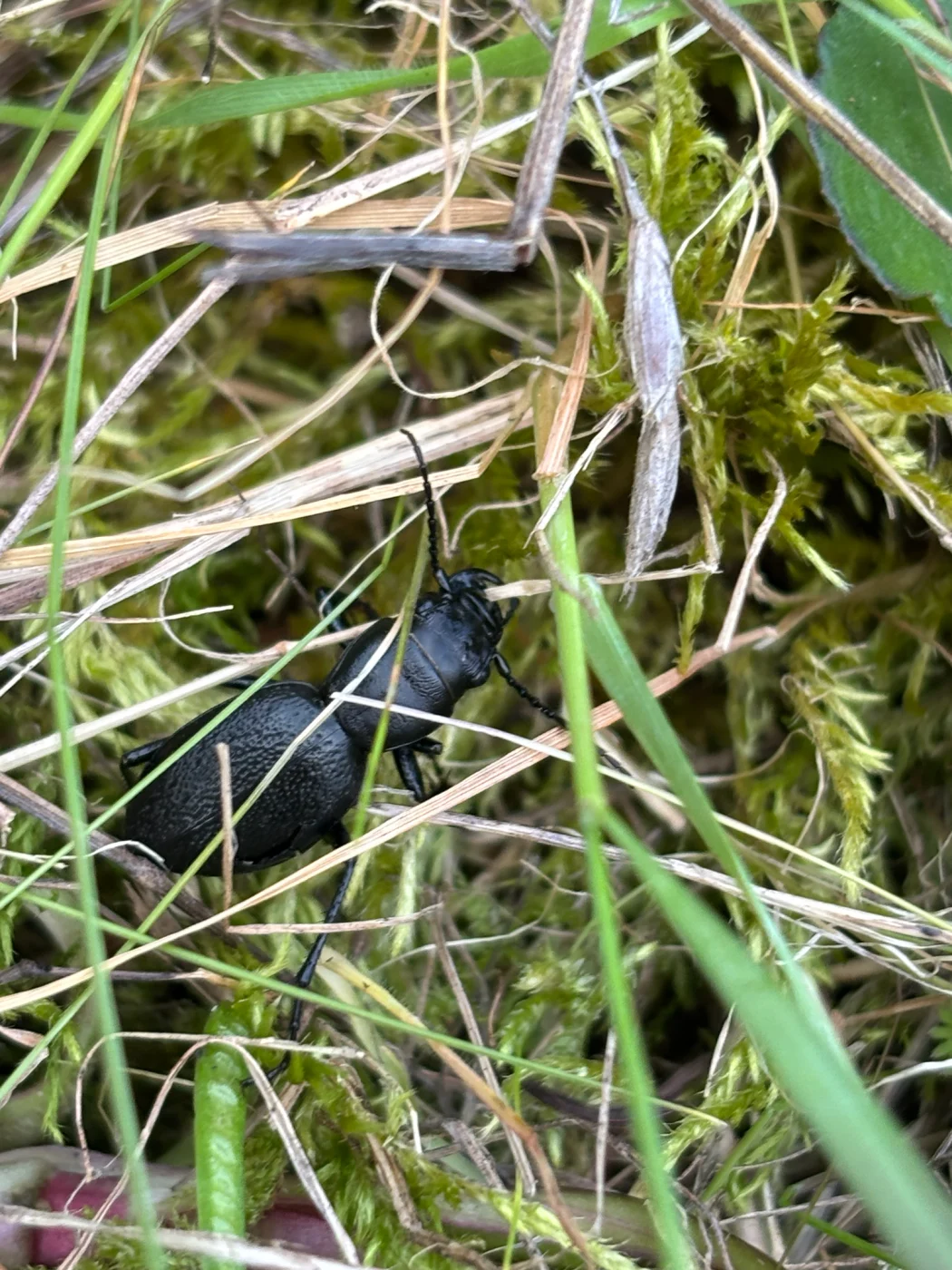 Audouin's Night-stalking Tiger Beetle