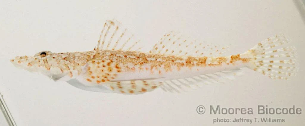 Two-spotted Flathead