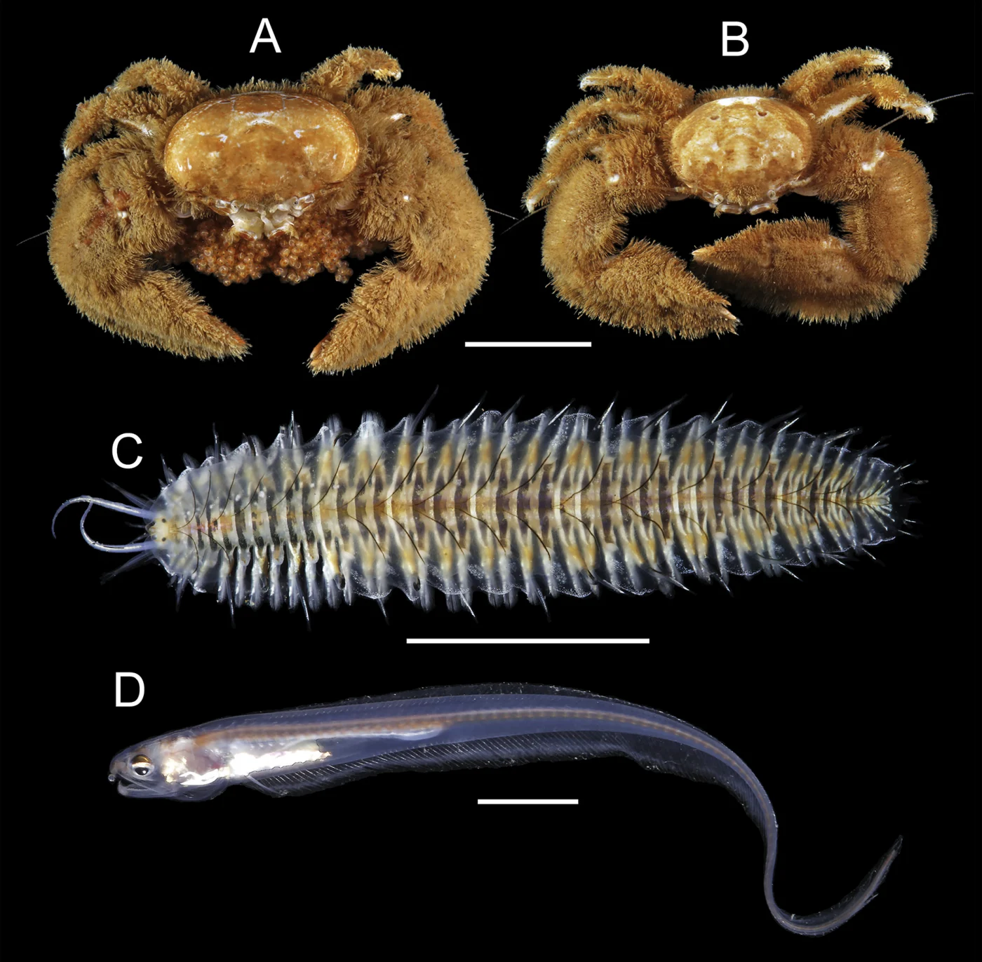 oyster pearlfish