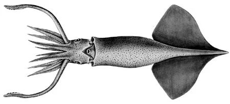 boreal clubhook squid