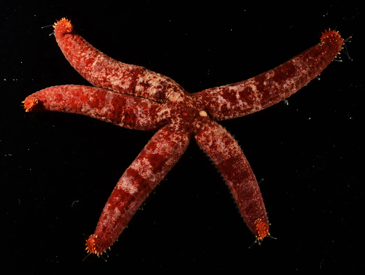 Comet Star