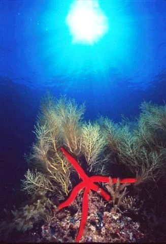 Purple Sea Star