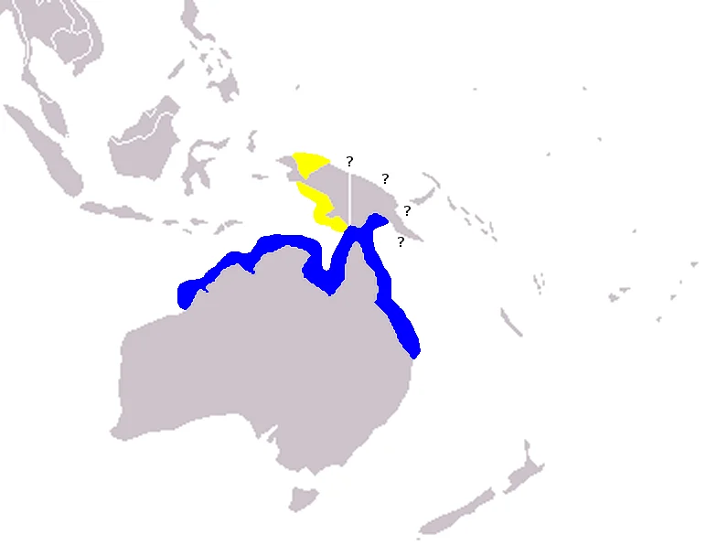 Australian Snubfin Dolphin