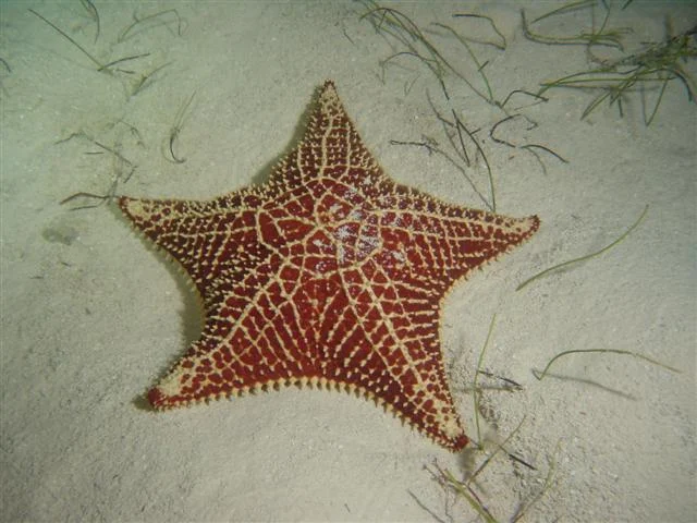 Cushion Sea Star