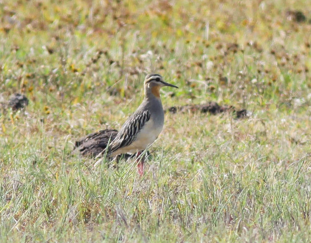 Tawny-throated Dotterel