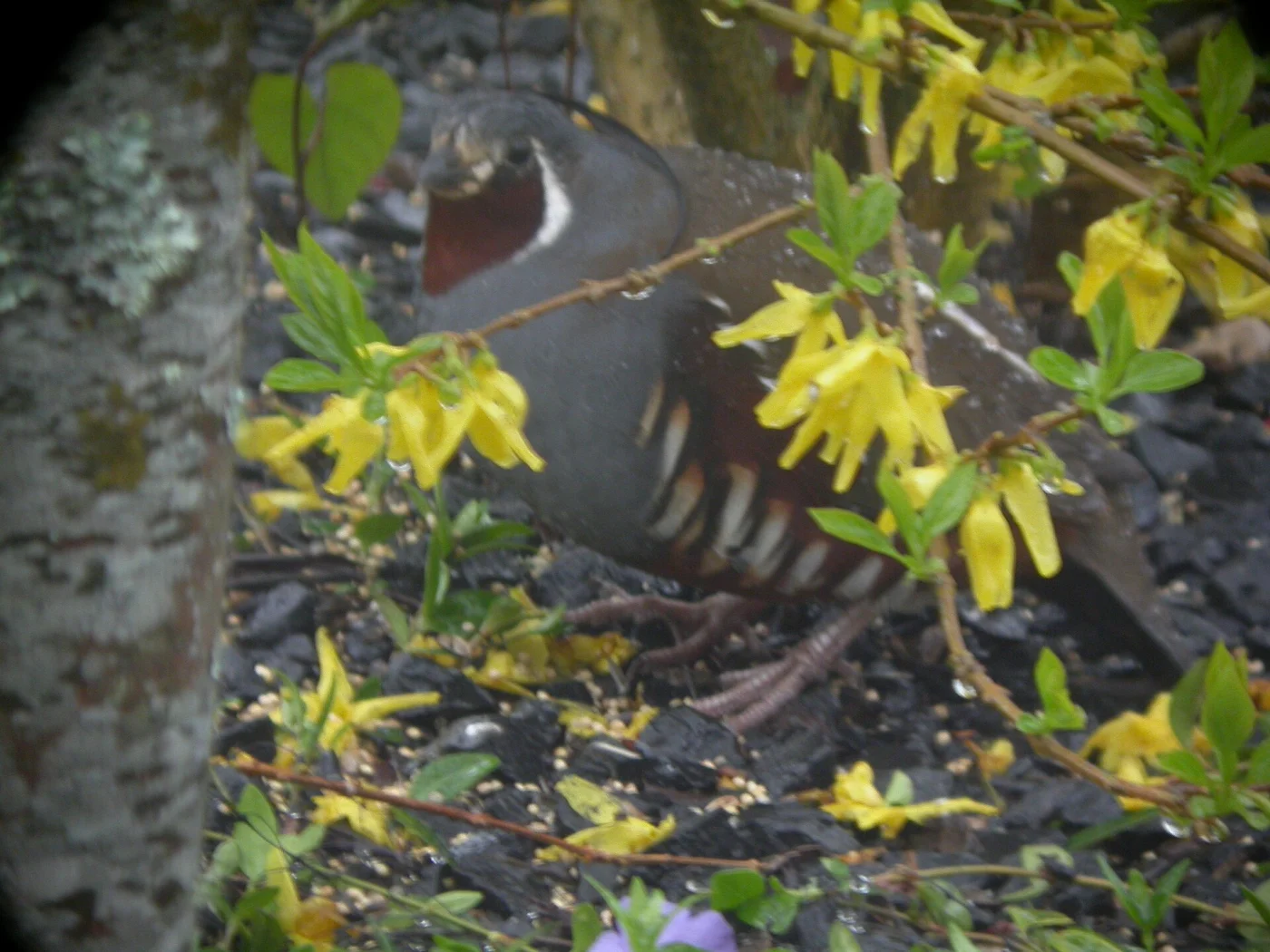 Mountain Quail