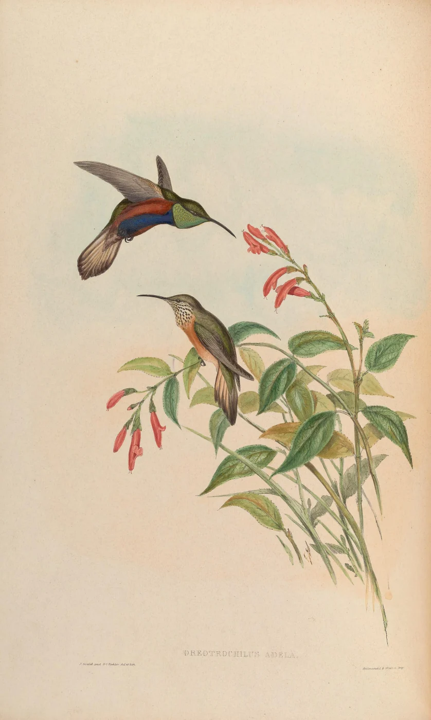 Wedge-tailed Hillstar