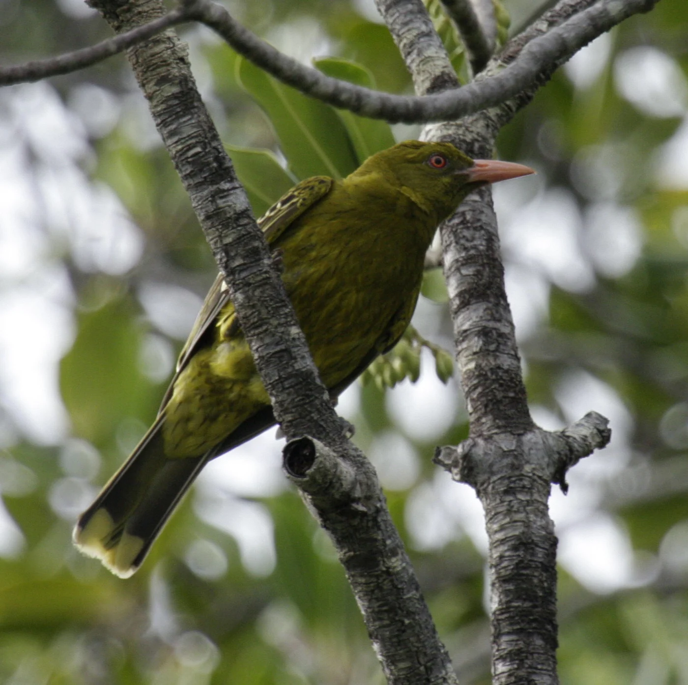 Australian Yellow Oriole