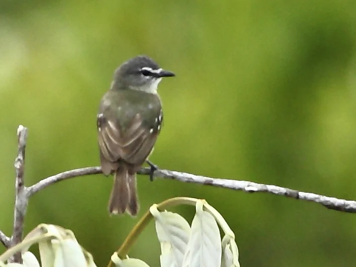 White-Lored Tyrannulet