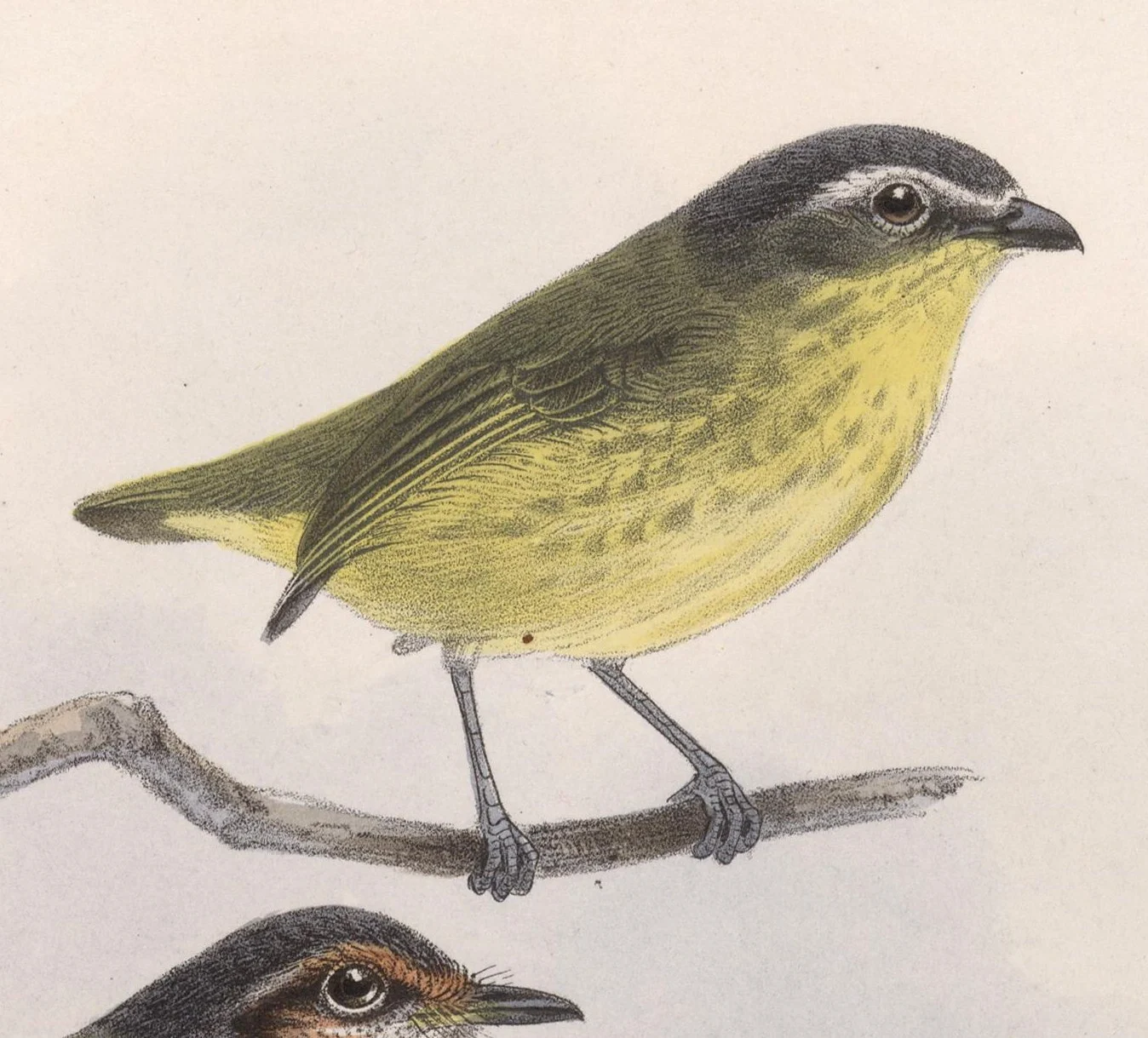 Yellow-bellied Tyrannulet
