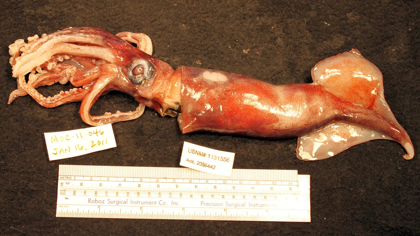 Atlantic Bird Squid