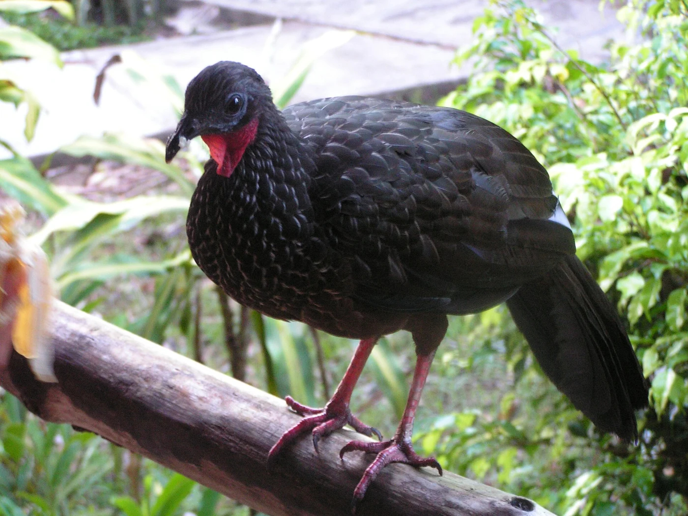 Speckled Chachalaca