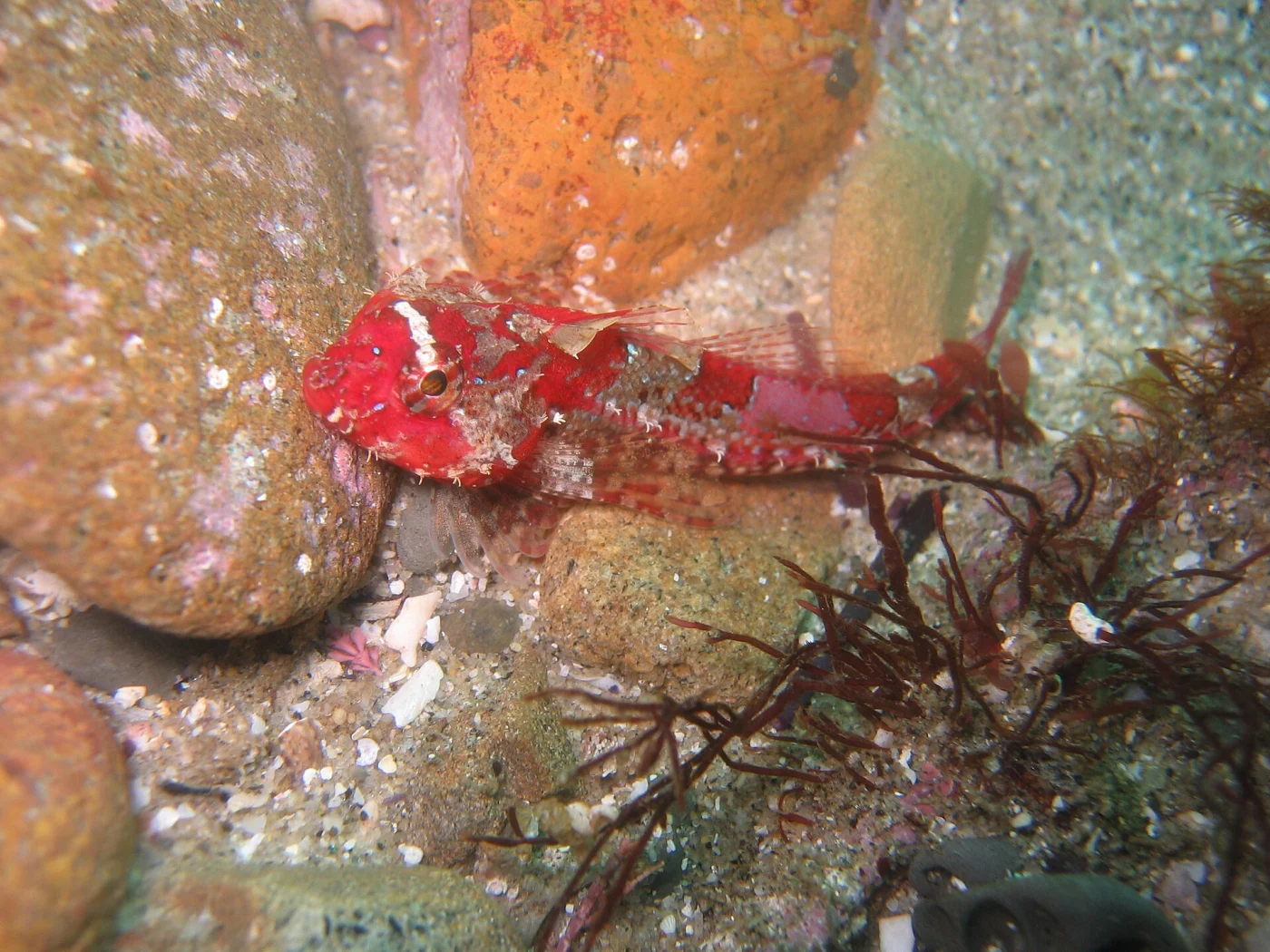 snubnose sculpin