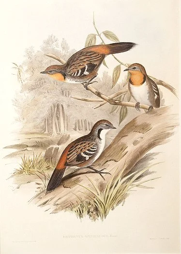 Australian Logrunner