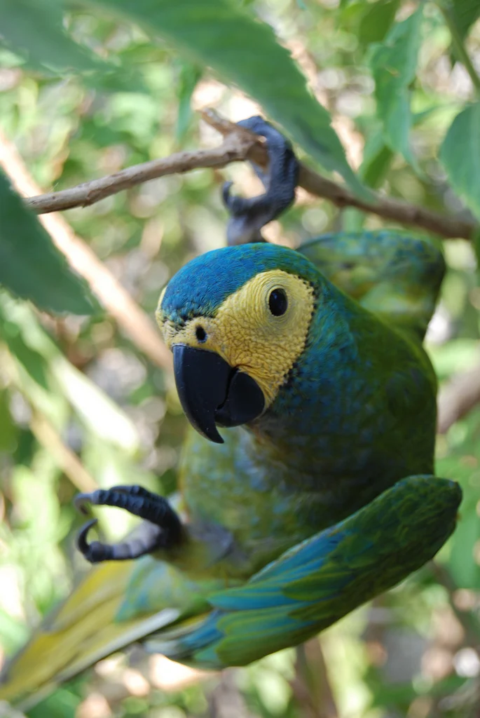 Red-bellied Macaw
