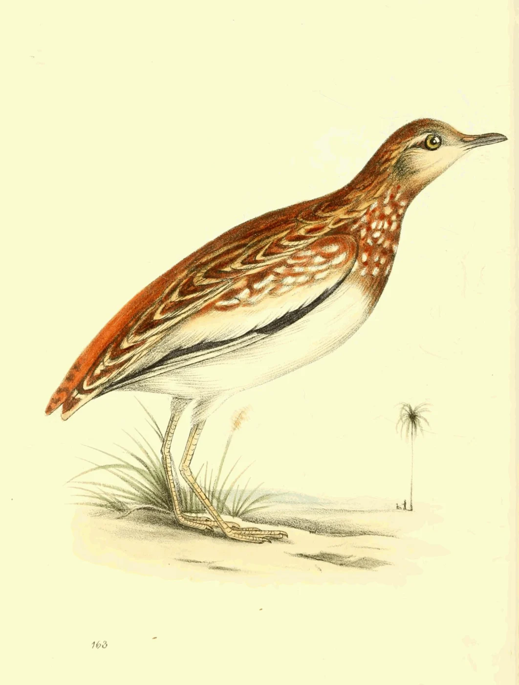 Lark Buttonquail
