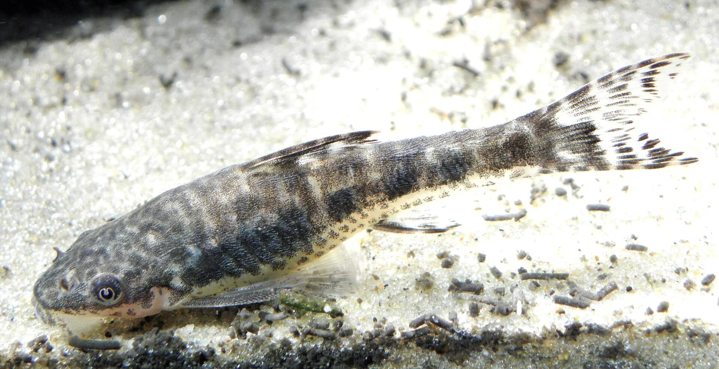 Arnold's sucker catfish