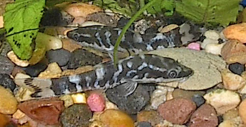 Zebra Dwarf Sucker