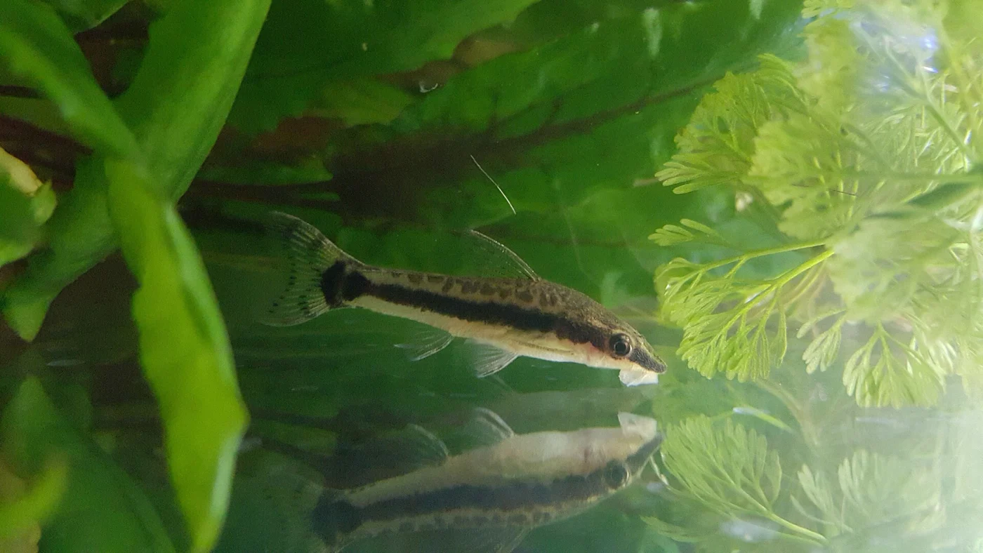 dwarf otocinclus