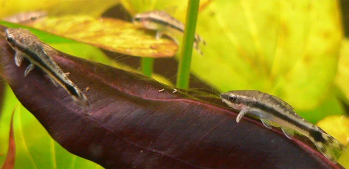 dwarf otocinclus