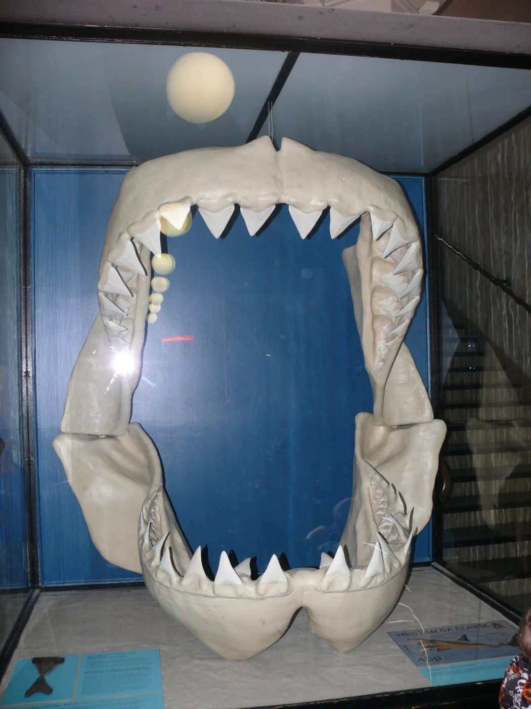 Megalodon