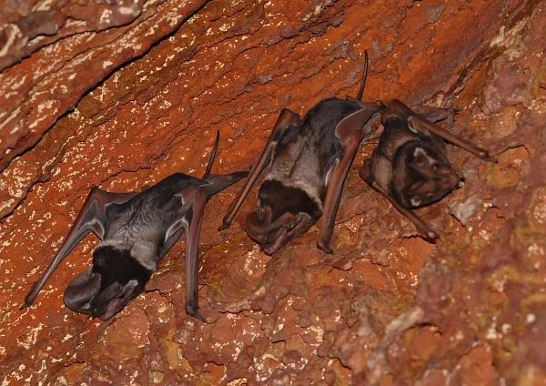Wroughton's Free-tailed Bat