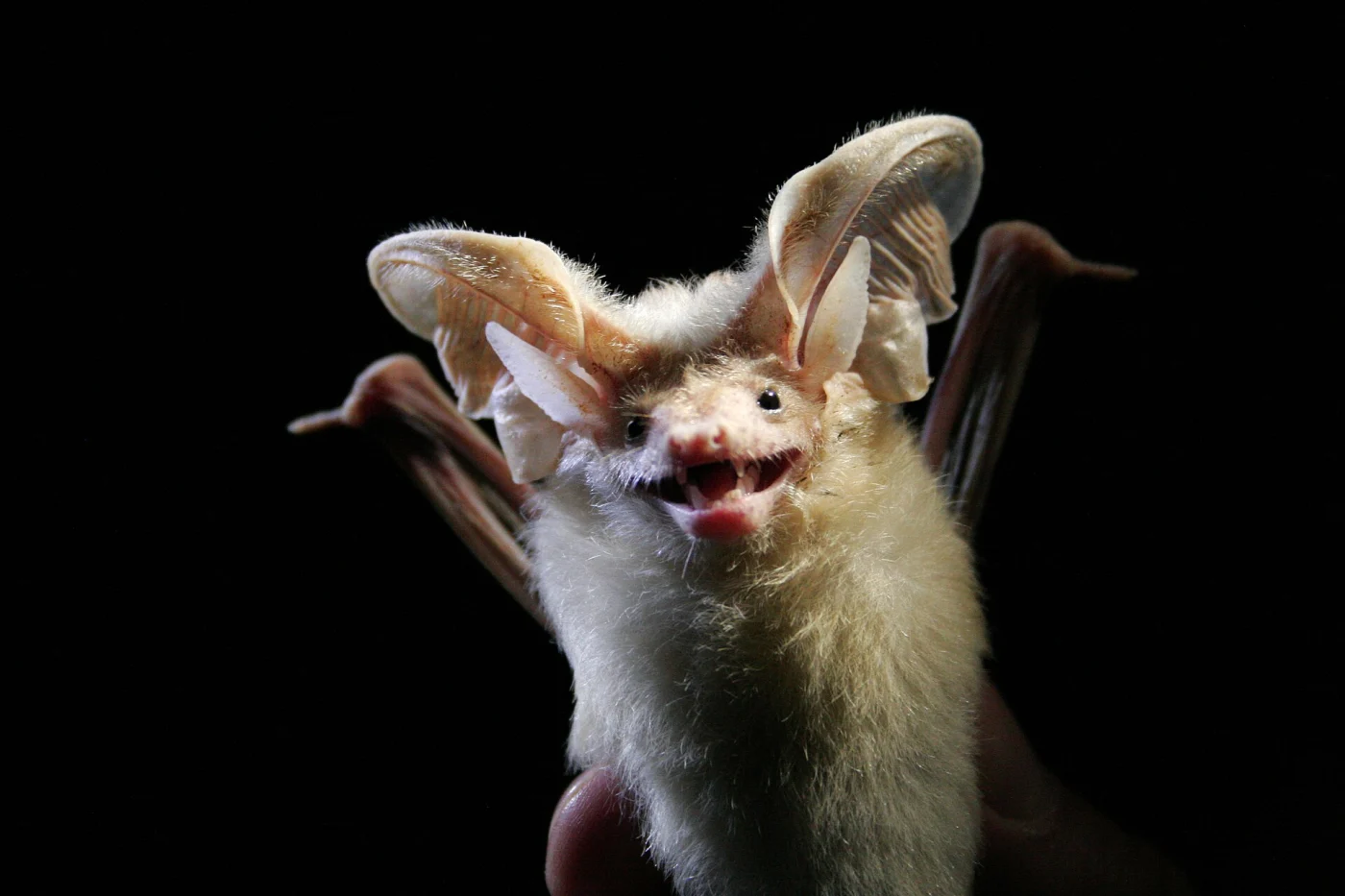 Common Desert Long-eared Bat