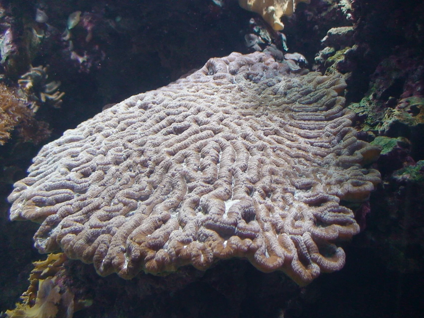 intermediate valley coral
