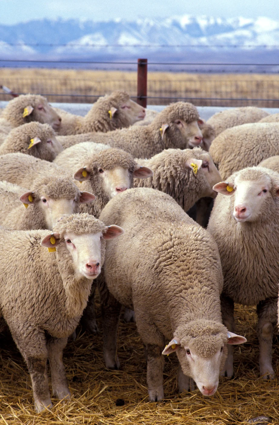 domestic sheep