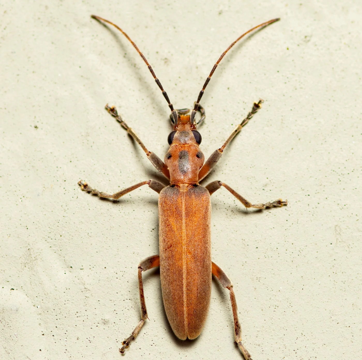 false blister beetle