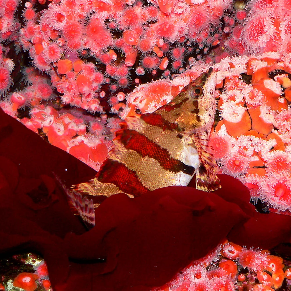 painted greenling