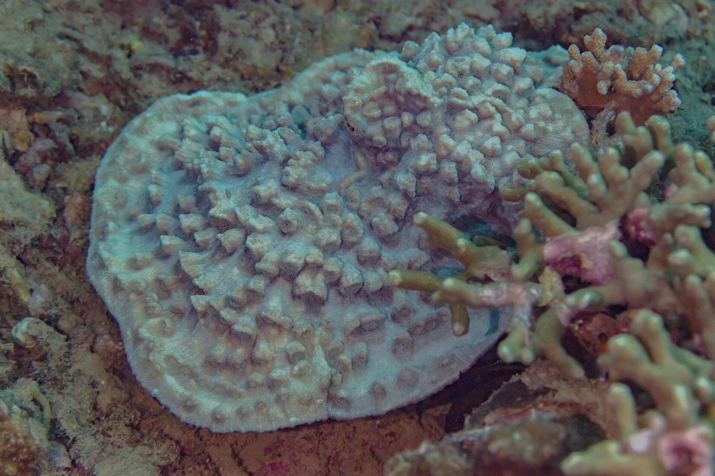 porous lettuce coral