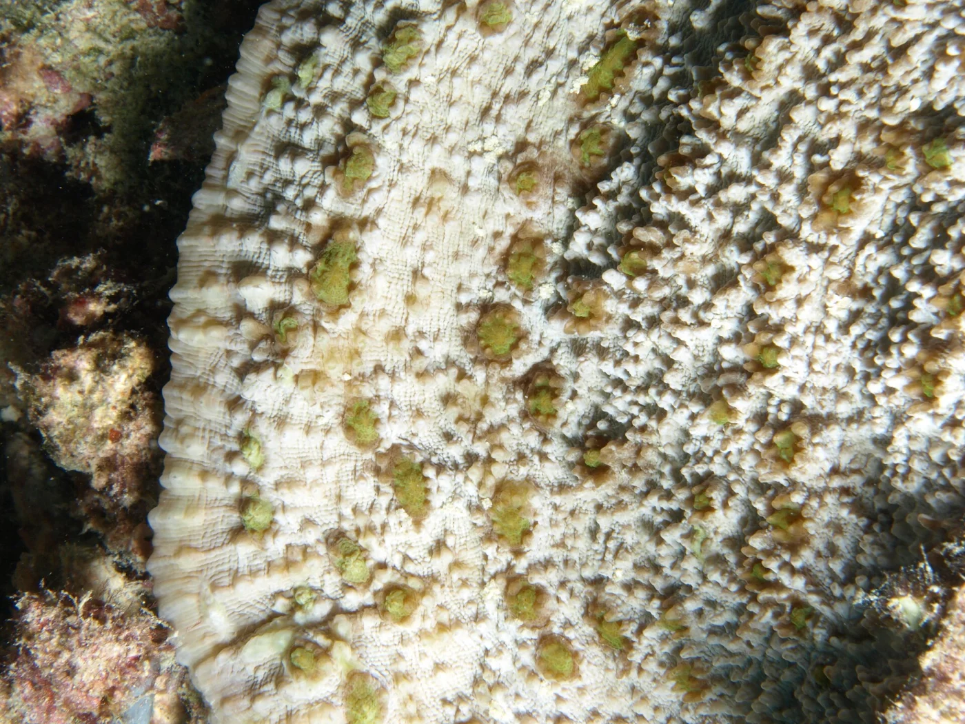 porous lettuce coral