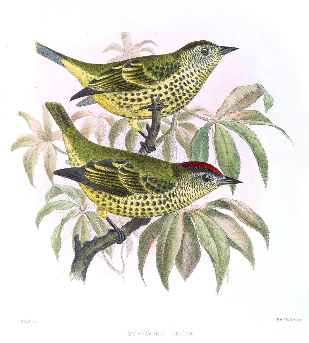 Sharpbill