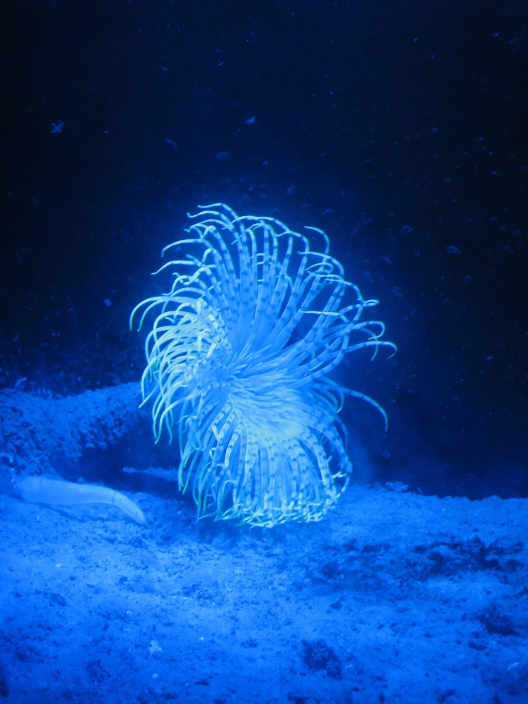 fireworks anemone