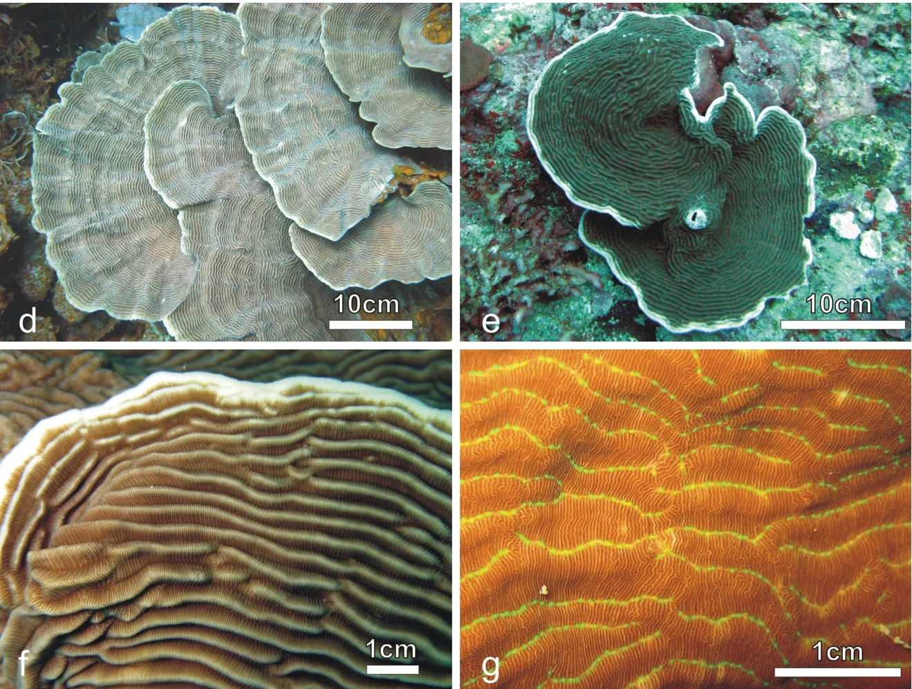 serpent coral