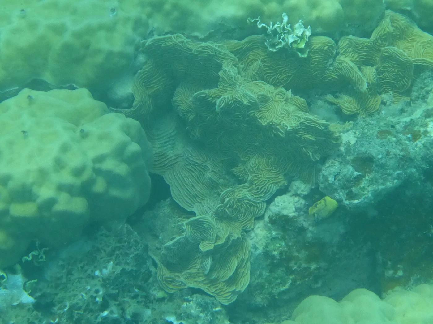 serpent coral