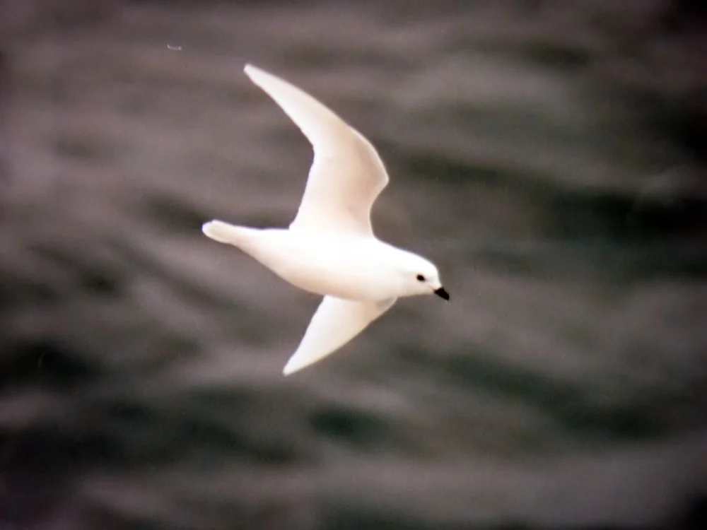 Snow Petrel