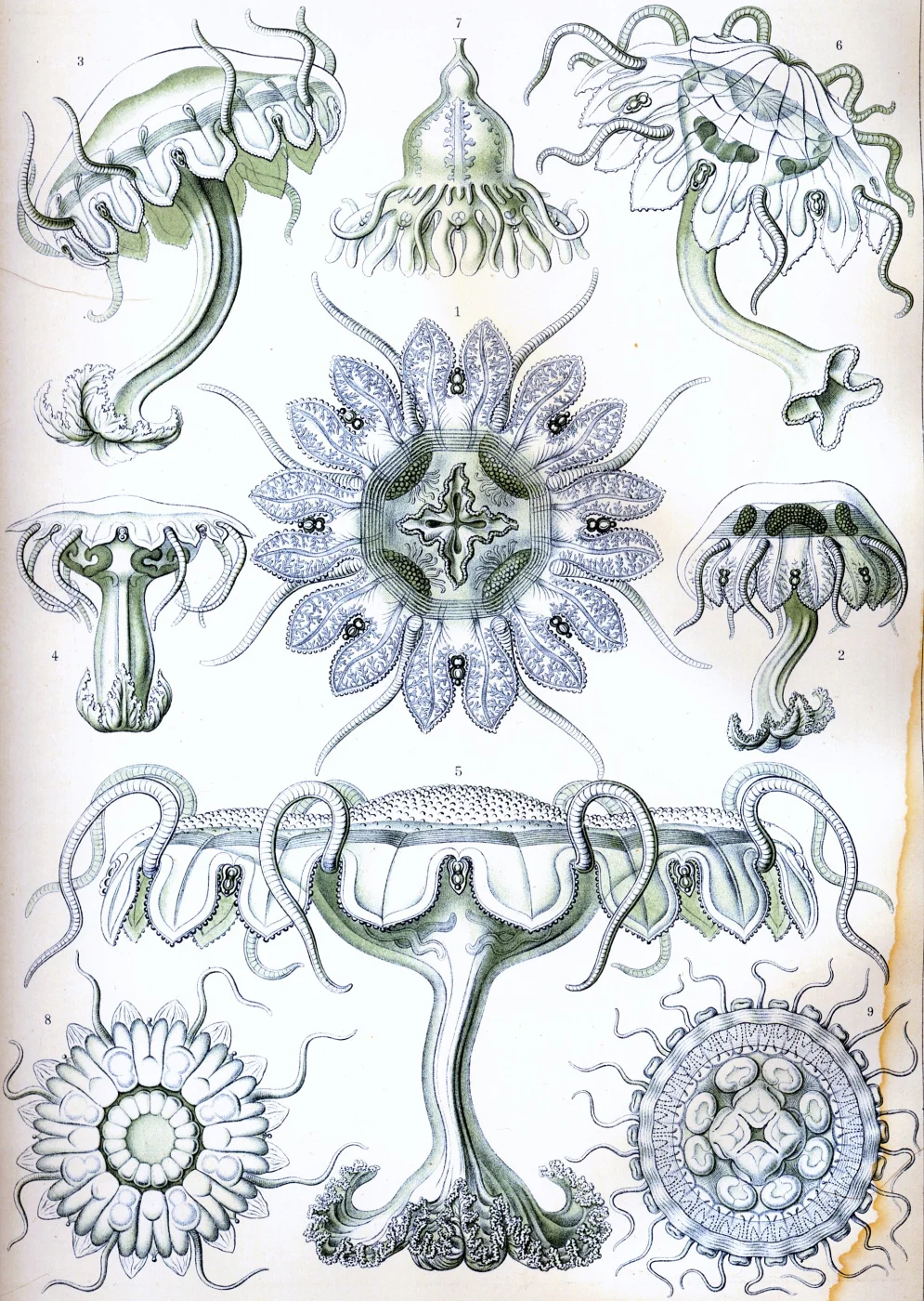 Palephyra antiqua