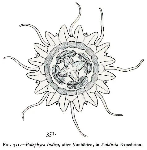 Palephyra indica