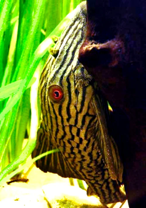 panaque