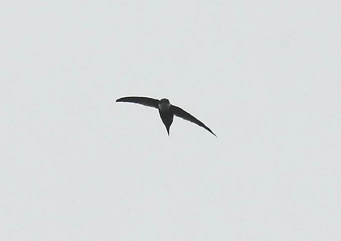 Lesser Swallow-Tailed Swift