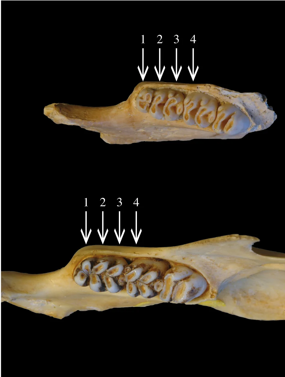 Theodore Verhoeven s Papagomys