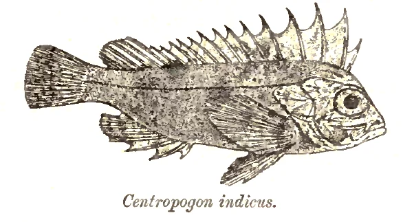 Whiteface waspfish, Wispy waspfish