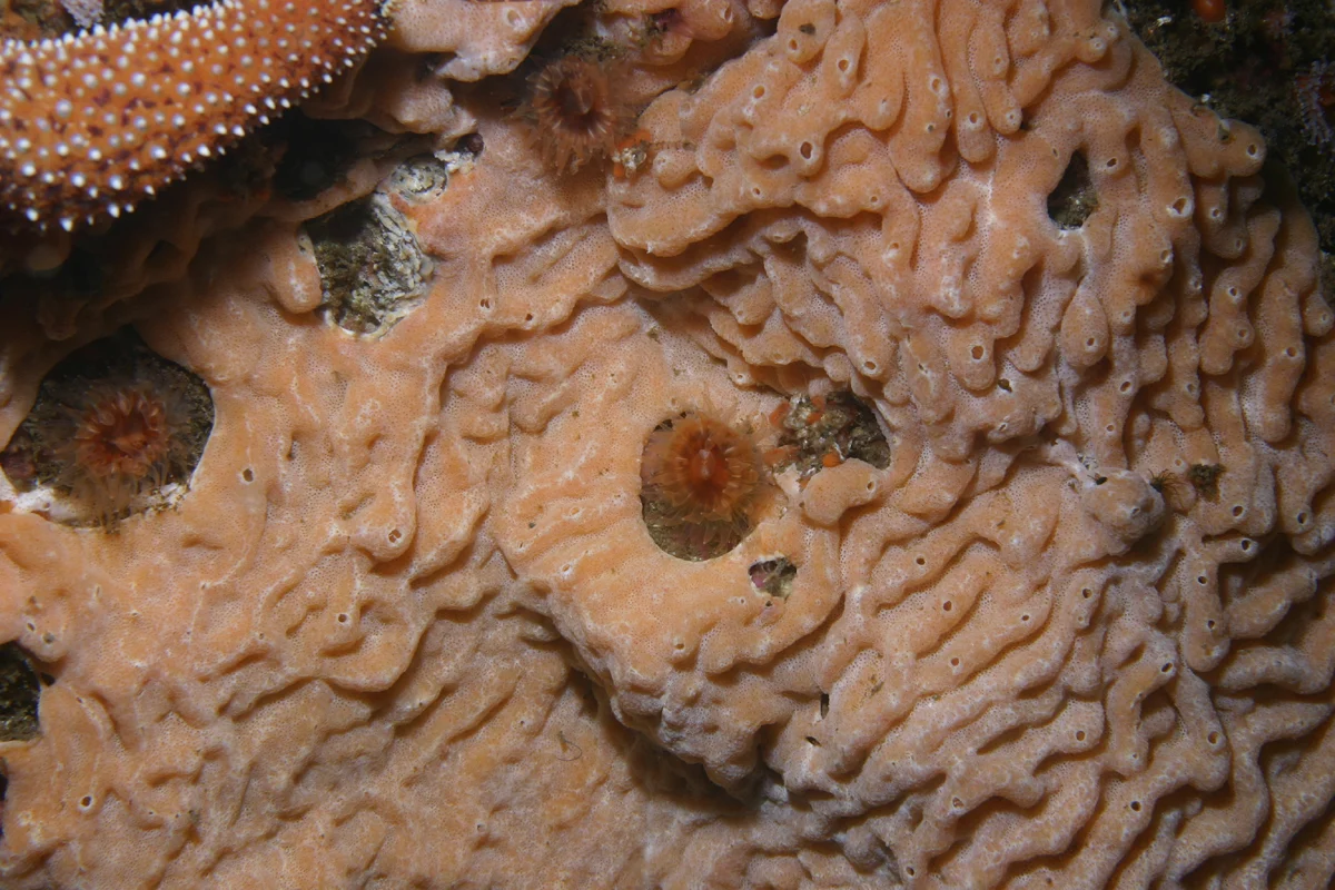 brown cup coral